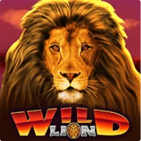 Wild Lion